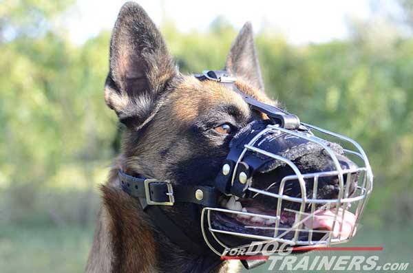 Wire Basket Belgian Malinois Training and Walking