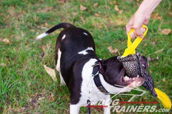 Training French Linen Amstaff Bite Tug