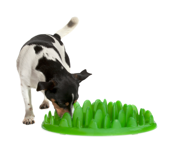 Plastic Interactive Dog Feeder