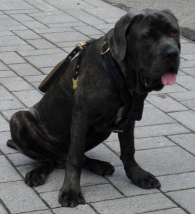 Gorgeous *Jupiter wearing our Exclusive Luxury Handcrafted Padded Leather Dog Harness