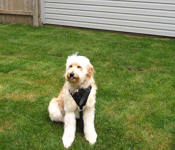 Agitation / Protection / Attack Leather Dog Harness Perfect For Your dog H1