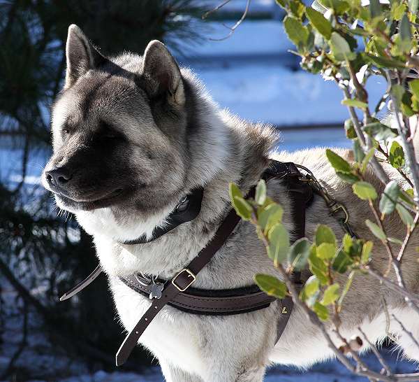 *Kochece wearing our exclusive Tracking / Pulling / Agitation Leather Dog Harness For Akita H5