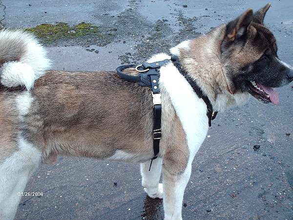Agitation / Protection / Attack Leather Dog Harness Perfect For Your Akita H1