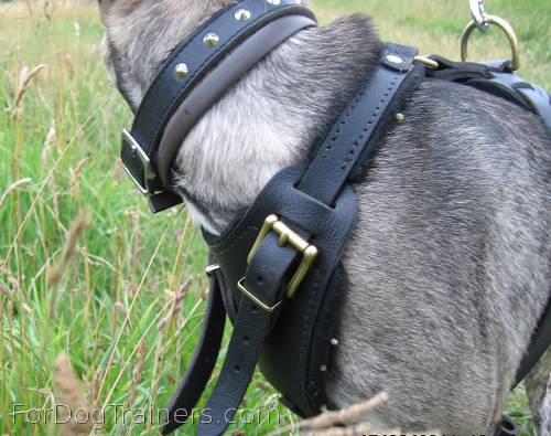 *Kenzo appreciated new Agitation / Protection / Attack Leather Dog Harness
