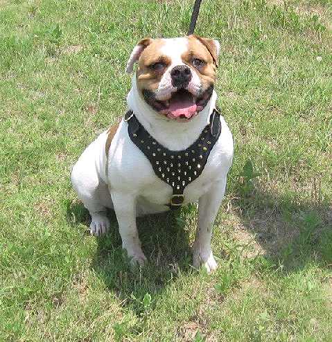 Baby *Lonestar wearing our Spiked Walking dog harness made of leather And Created To Fit American Bulldog and similar breeds