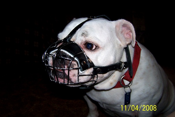 *Annie wearing our exclusive Basket Wire Dog Muzzle Light For English Bulldog- R2 - M4light