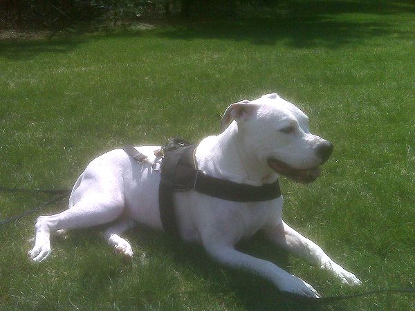 *Annie wearing our exclusive weather dog harness for tracking / pulling Designed to fit American Bulldog- H6