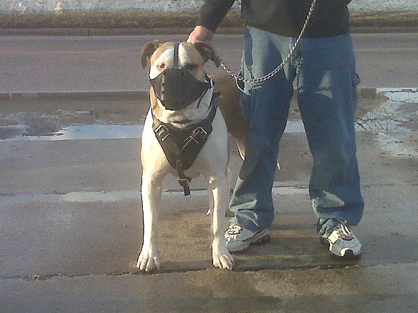 Agitation / Protection / Attack Leather Dog Harness - H1_9