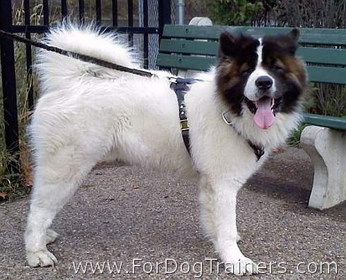 Akita *Axels enjoys his new Tracking / Walking dog harness made of leather - H3