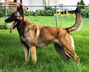 Belgian Shepherd Malinois Wire Basket Dog Muzzles Size Chart - Belgian Shepherd Malinois muzzle