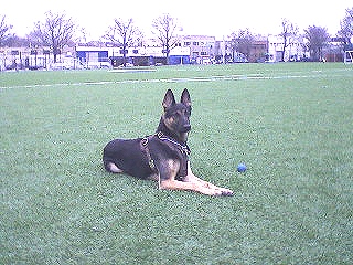 Black *Jack Wearing Thick Leather Dog Harness Padded on the Chest