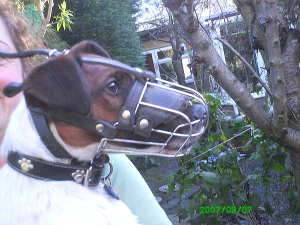 Gorgeous *Bodie wearing our Wire Basket Dog Muzzles Size Chart - M4light