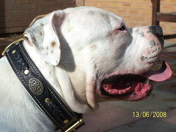 *Boomer looks great in our Royal Nappa Padded Hand Made Leather Dog Collar - Fashion Exclusive Design - code C43