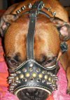 *Boris looks powerful in Padded dog muzzle with spikes for all breeds M61