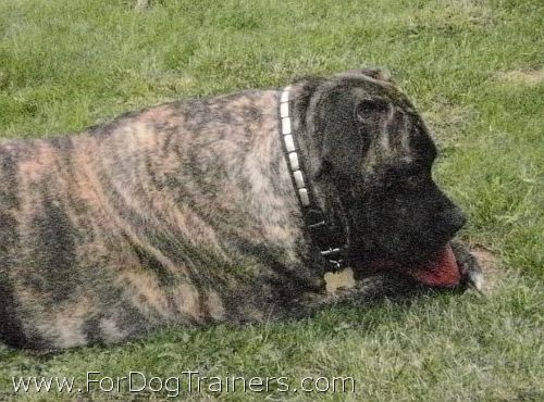 *Brandy Mastiff looks Great with Leather Dog Collar on - Special25plates