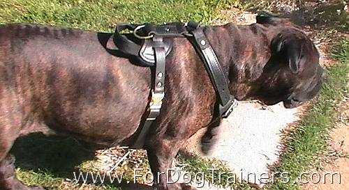 *Bubba Bullmastiff wearing our Agitation / Protection / Attack Leather Dog Harness - H1_11