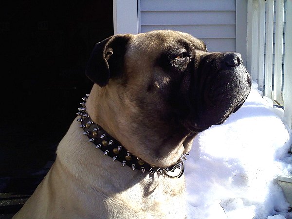 *Hooch wearing our exclusive - 3 Rows Leather Spiked and Studded Dog Collar -S55