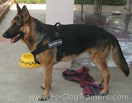 *Buster German Shepherd wearing Better control everyday all weather dog harness - H17