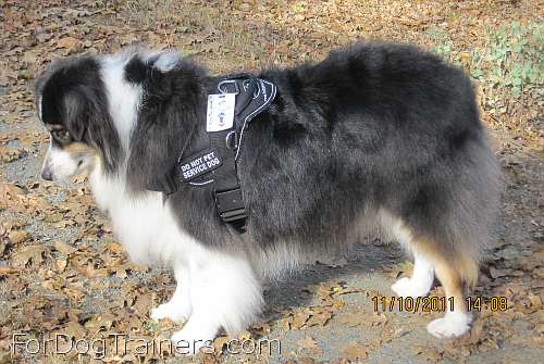 *Carly Australian Shepherd wearing our All Weather Extra Strong Nylon Harness - H6