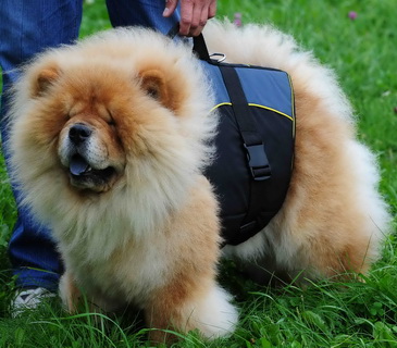 30% Discount - NEW 2018 All Season Extra Strong Nylon Vest Harness - H13-Outdoor-Chow-Chow