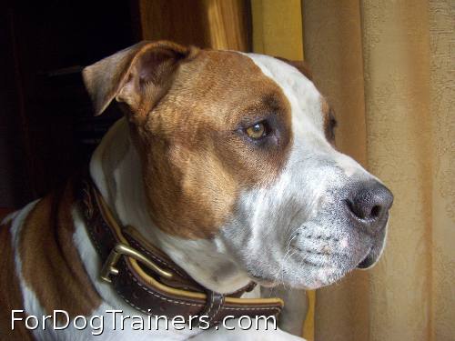 *Stevie showing off in Royal Nappa Padded Hand Made Leather Dog Collar - C43