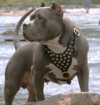 Powerful Dave in Studded Leather Dog Harness for Pitbull