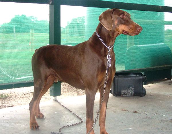 *Zep wearing our exclusive Choke dog collar ( Made in Germany )