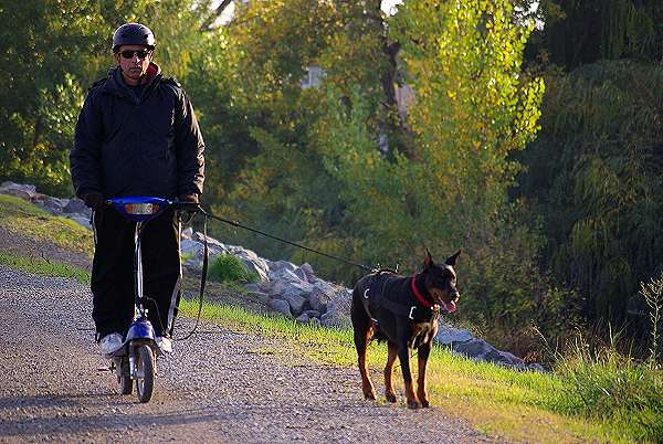 All Weather Doberman Harness of Water-proof Nylon