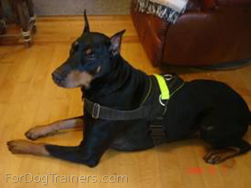 Astonishing look of Sergio in All Weather Reflective harness