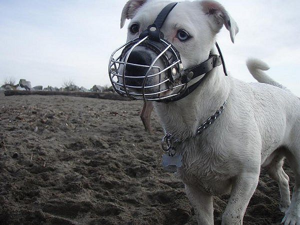 *Mateo wearing our exclusive Wire Basket Dog Muzzles Size Chart - M4light