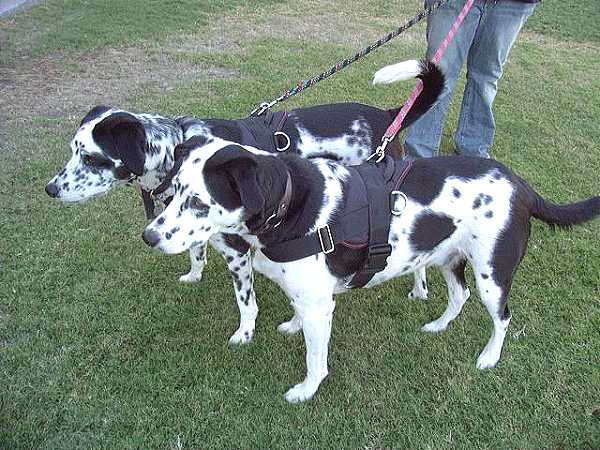 All Weather Nylon dog harness for tracking / walking Designed to fit Dalmatian - H6_1