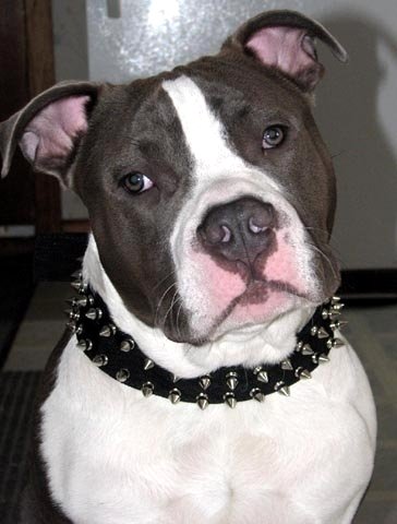 *Dozer wearing our exclusive Black Nylon Spiked Dog Collar - SN33