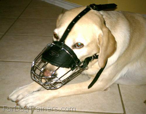 *Duke Labrador looks amazing in our Basket Wire Dog Muzzle Light - M4light
