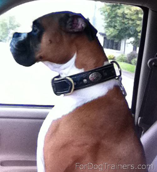 *Dupree feels proud of his Royal Nappa Padded Hand Made Leather Dog Collar - code C43