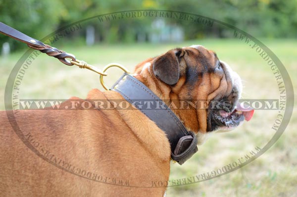 English Bulldog Dog wearing Leather Collar