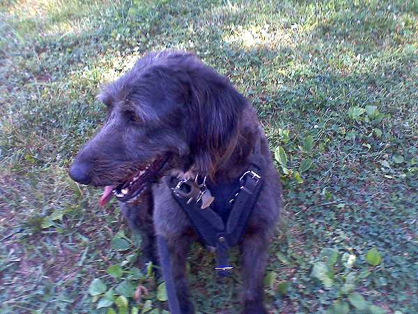 *Fratz wearing our exclusive Agitation / Protection / Attack Leather Dog Harness H1