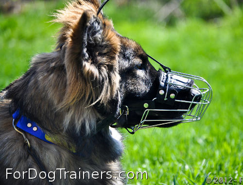 *Kastle is delightful in Basket Dog Muzzles (All Sizes)