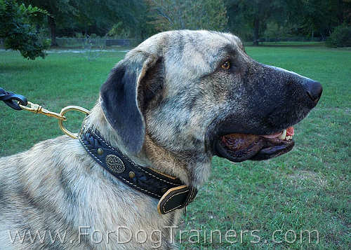 *Gabriel Looks Fantastic Wearing Royal Nappa Padded Hand Made Leather Dog Collar - code C43_1