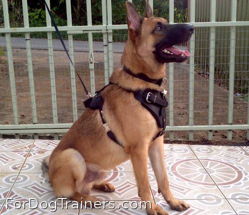 *Rockey is so cool in Agitation / Protection / Attack Leather Dog Harness - H1