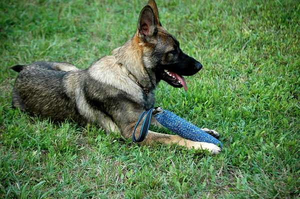 Great Synthetic "French Linen" puppy bite tug - 12 inch x 2 inch with handle - TEFL5x30_1-handle_1