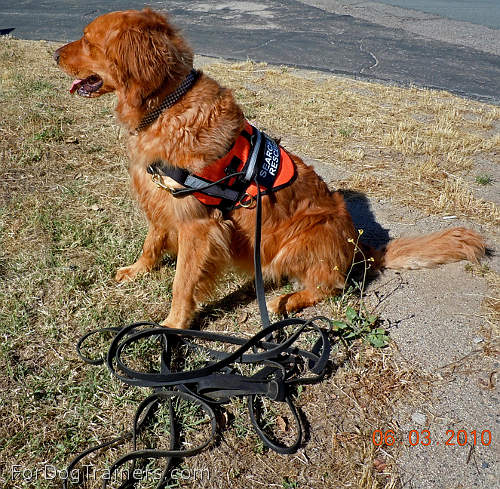 Lacie thinks this Tracking Leather Dog Leash is the  best