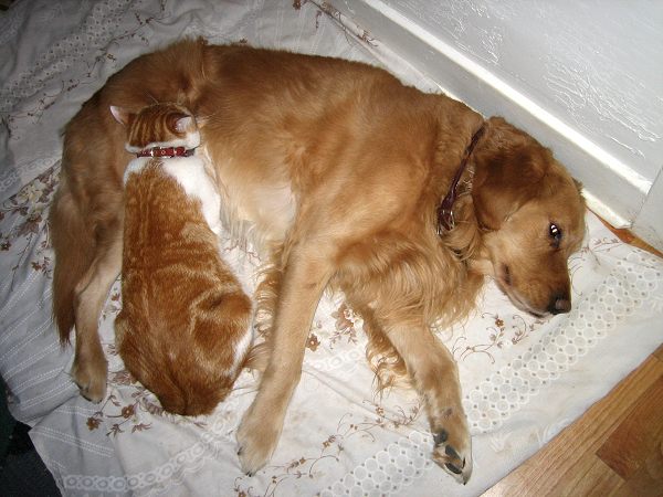 Gorgeous Wide 2 Ply Leather Choke Dog Collar - Fashion Exclusive Design - C45braidedChoke