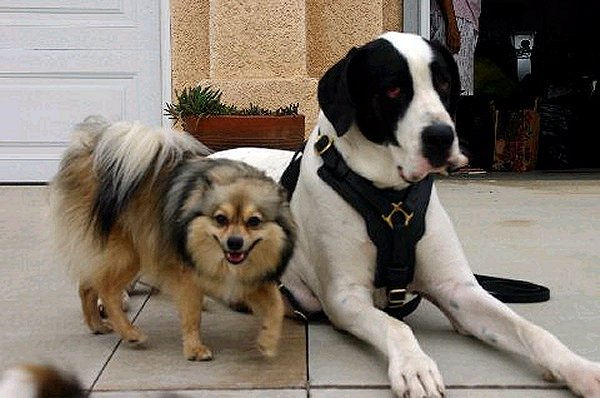 Exclusive Luxurious Handcrafted Padded Leather Dog Harness Perfect for your Great Dane H10