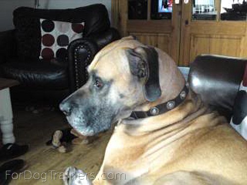 *Troy likes new purchase Gorgeous Wide Leather Dog Collar - Fashion Exclusive Design - c73_1