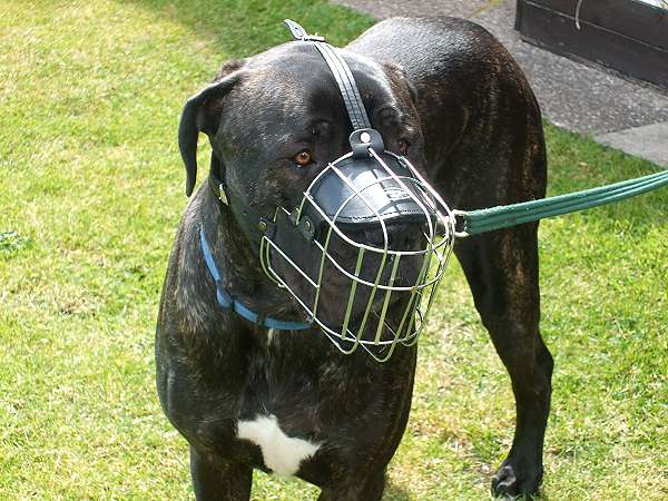 *Scooby wearing our exclusive Wire Basket Dog Muzzles Size Chart - Great Dane muzzle - M4light