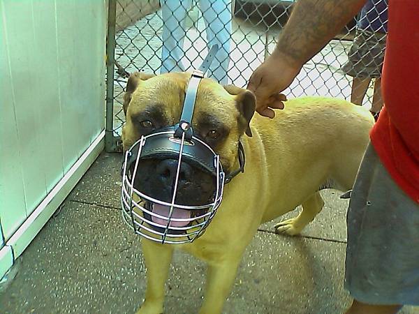 Gorgeous *HERCULES wearing our Wire Basket Dog Muzzles Size Chart - M4light