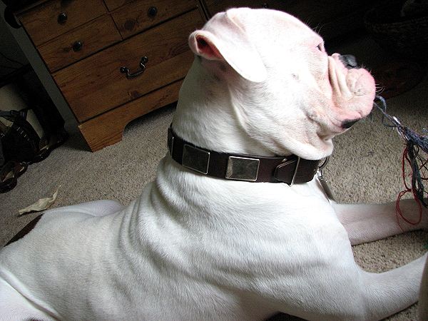 Gorgeous *Hector is wearing our War Dog Leather Dog Collar - Like in the movies - c83