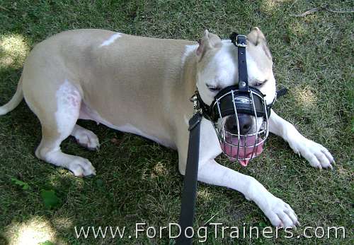 *Honey Pit Bull looks Gorgeous wearing Wire Basket Dog Muzzle on - M4