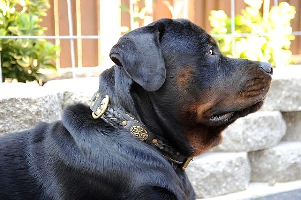 *Jake looks great in our Royal Nappa Padded Hand Made Leather Dog Collar - Fashion Exclusive Design - code C43