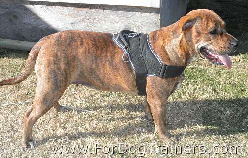 *Jersey Pitbull Looking Gorgeous In All Weather Nylon Harness - H6